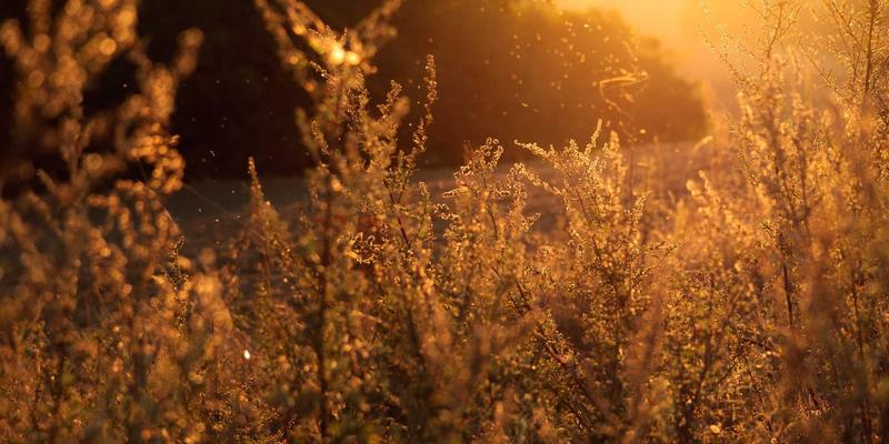 老旧小区改造新思路：基于舒尔茨钥匙ID的低成本智慧安防解决方案