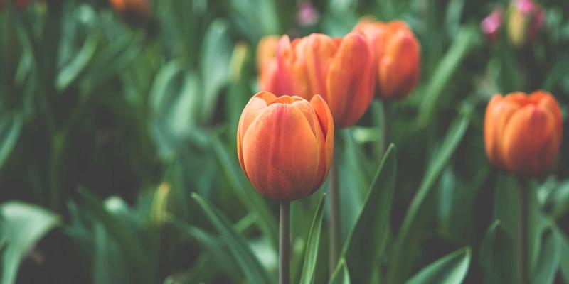 舒尔茨钥匙ID60：赛博朋克科技如何重塑未来门禁系统