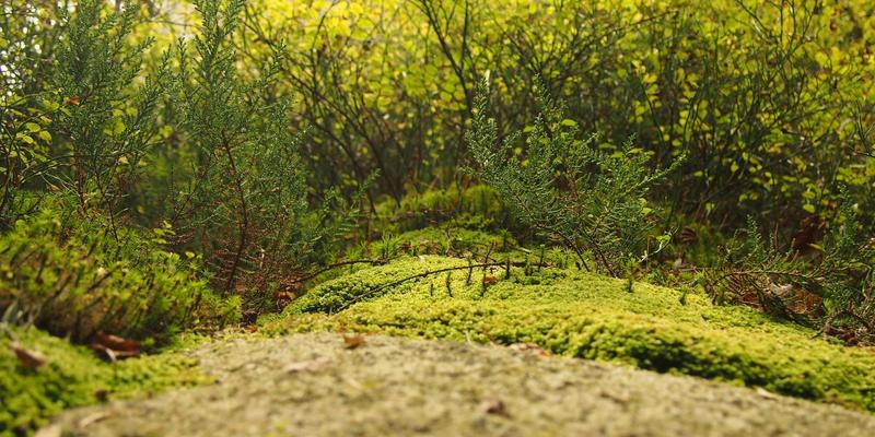 赛博朋克科技赋能商业安全：舒尔茨钥匙ID在智慧园区一体化管理中的集成实践